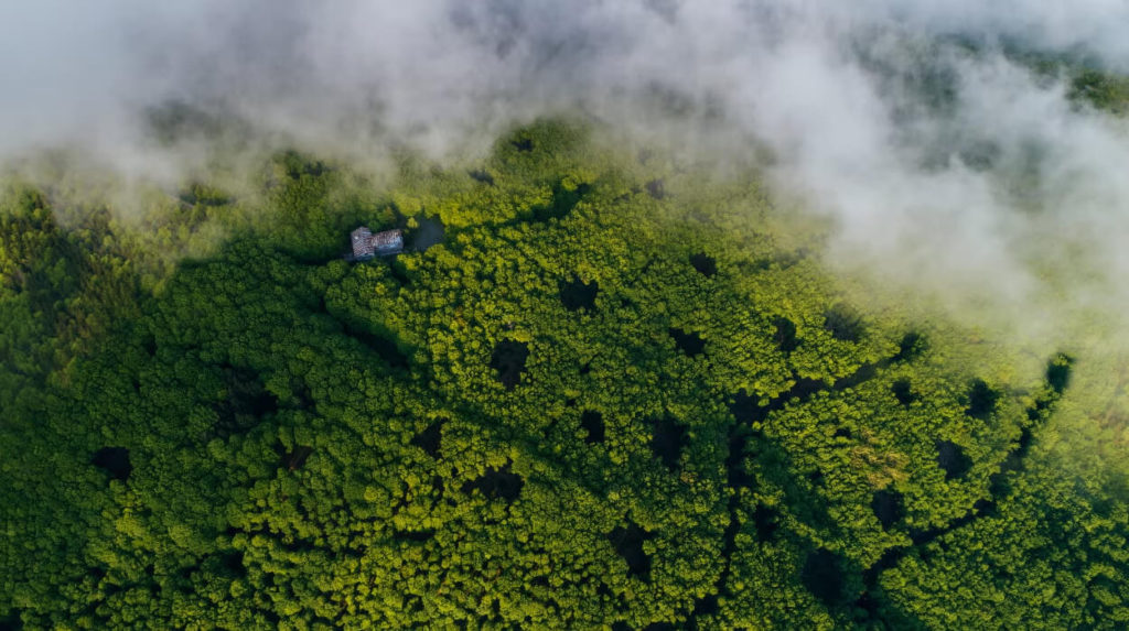 An overhead view of a jungle